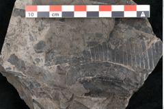 Foto (Detailansicht) von Taeniopteris vittata Brongniart (NHMW-GEO-2024-0188-10487)